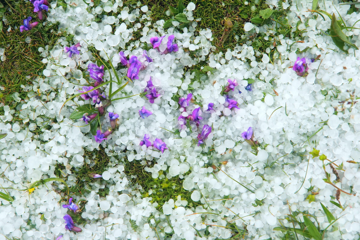 SpringfFlowers covered by hail