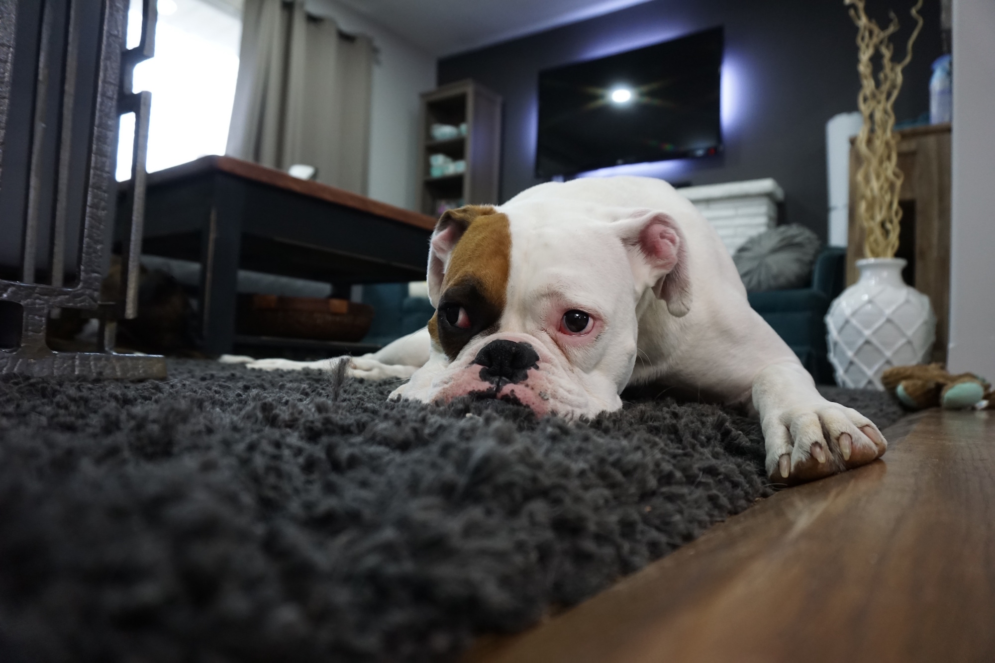 Pet stains on carpets, carpet cleaning in New Jersey.