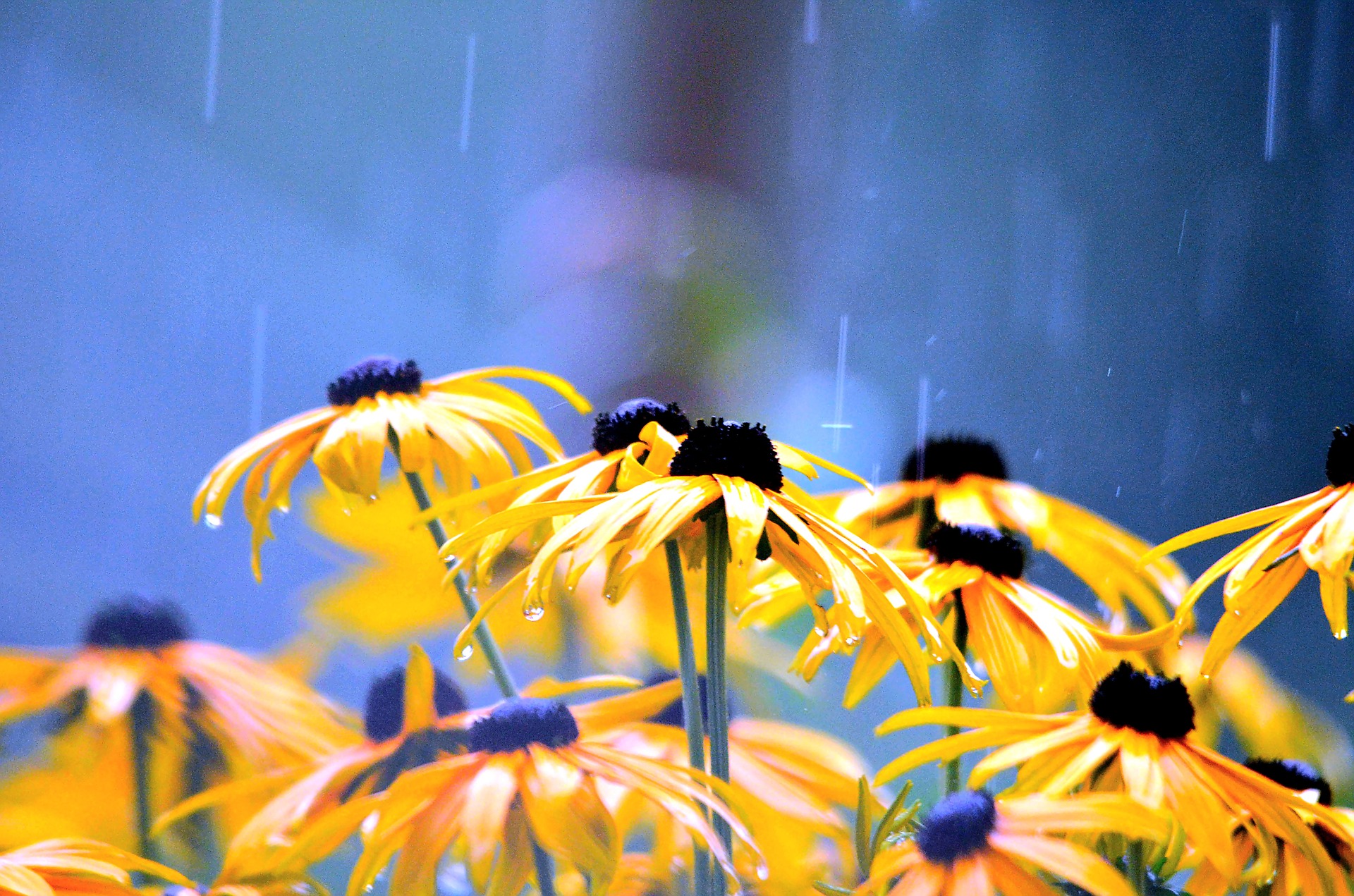 Flowers in the rain